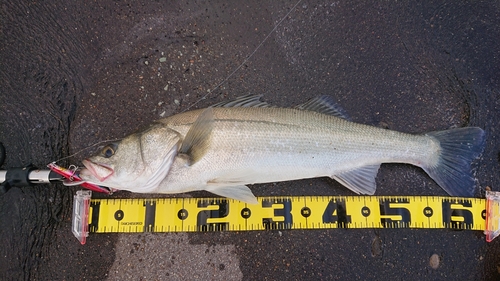 スズキの釣果