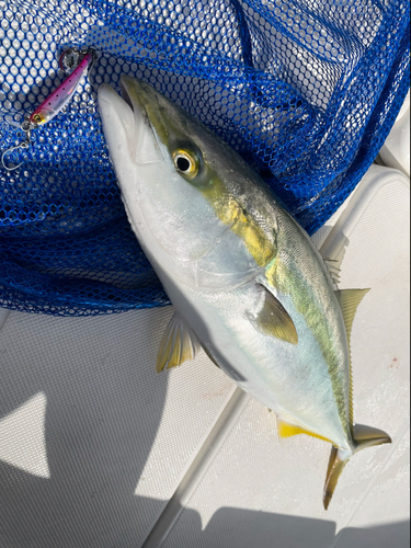 イナダの釣果