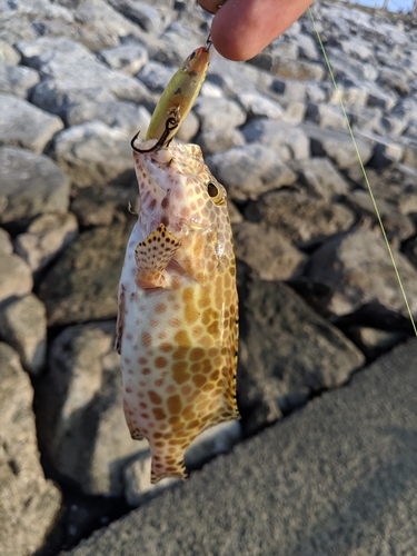 イシミーバイの釣果