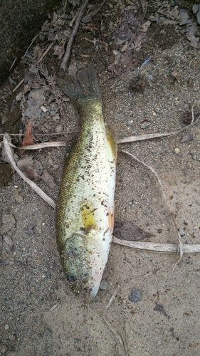 ラージマウスバスの釣果