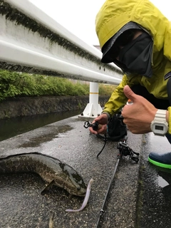 ライギョの釣果