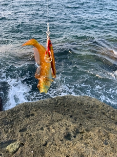 アナハゼの釣果