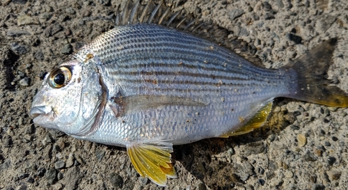 ヘダイの釣果