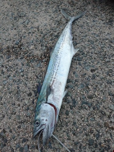 サゴシの釣果