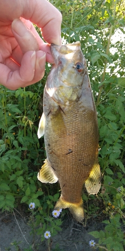 スモールマウスバスの釣果