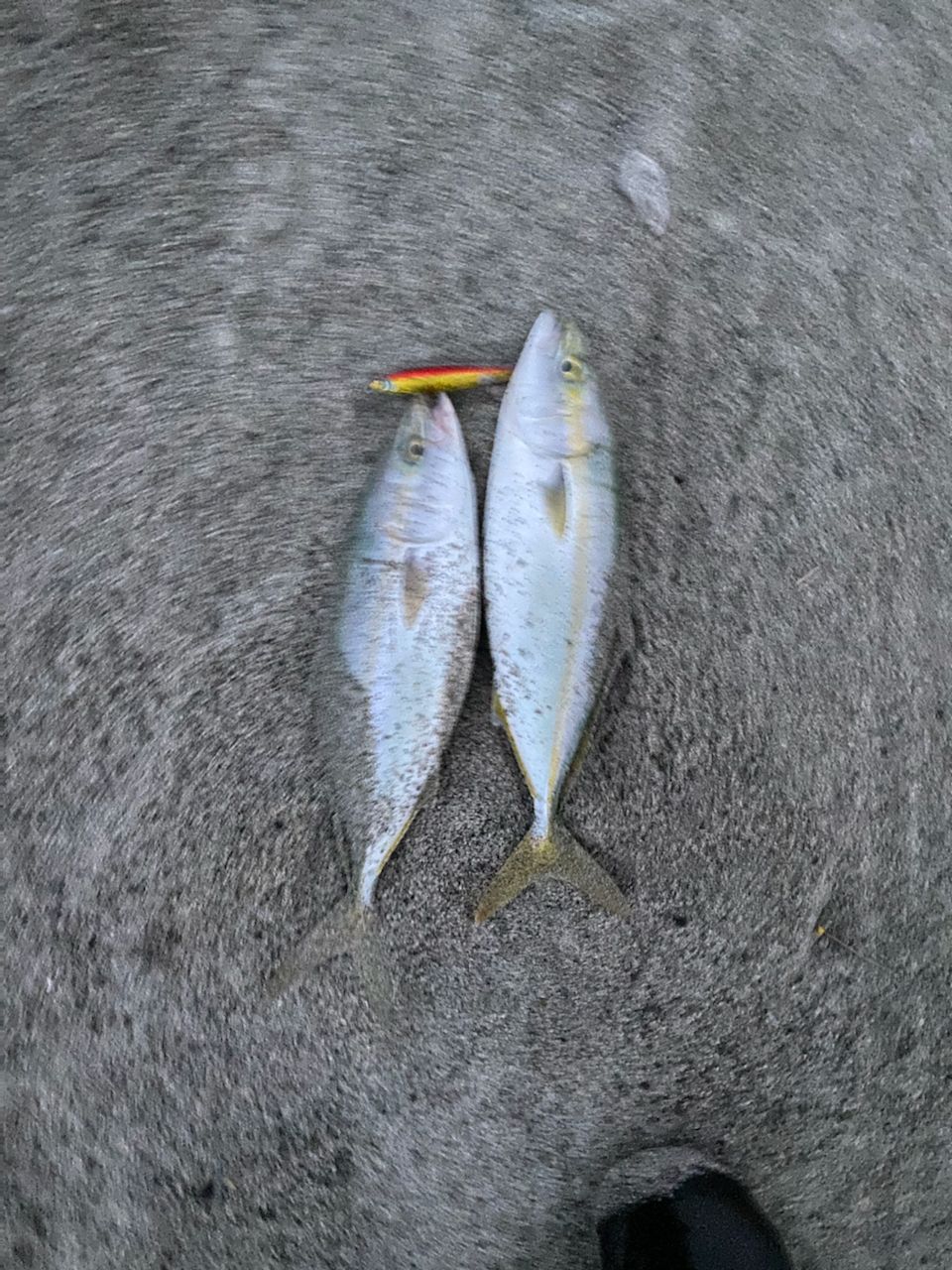 ツバイソ