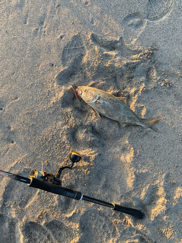 イナダの釣果