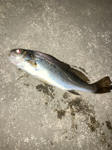 ニベの釣果