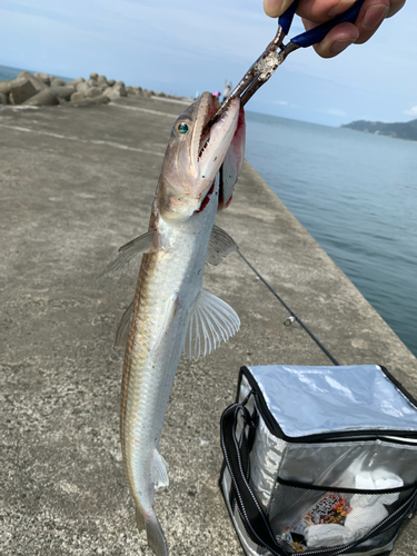 エソの釣果