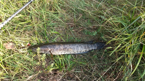 ライギョの釣果