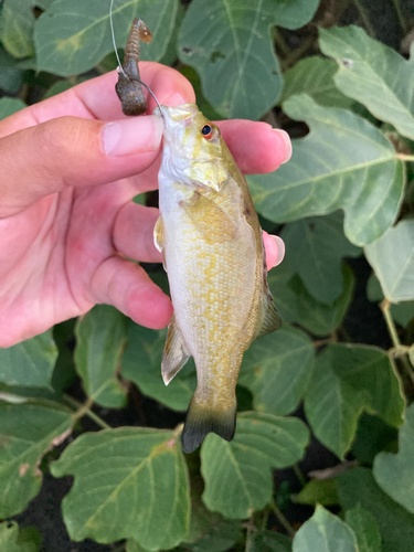 スモールマウスバスの釣果