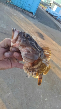 カジカの釣果