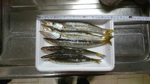 カマスの釣果