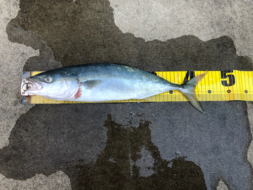 イナダの釣果