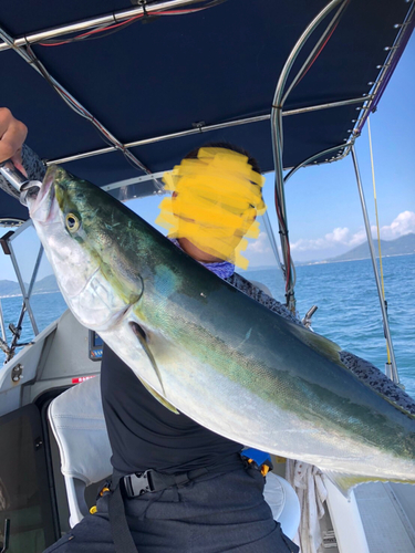 ブリの釣果