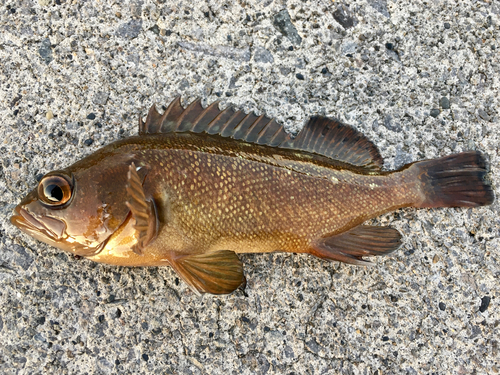 ガヤの釣果