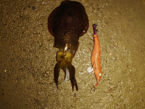 アオリイカの釣果