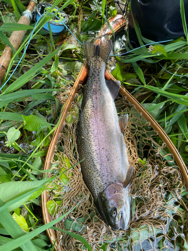 ニジマスの釣果