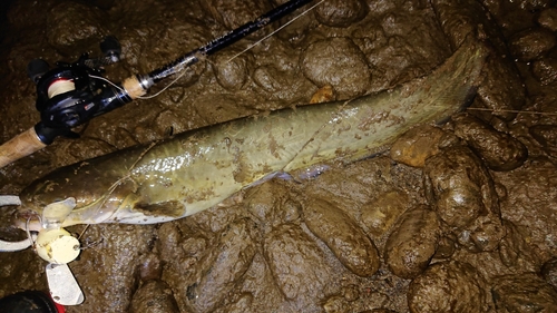 マナマズの釣果