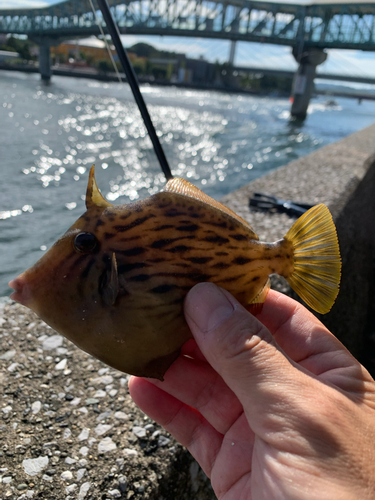 カワハギの釣果