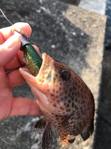 オオモンハタの釣果