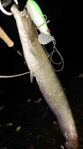 マナマズの釣果