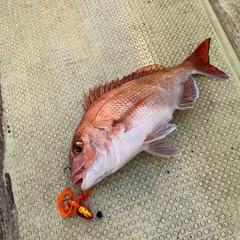 タイの釣果