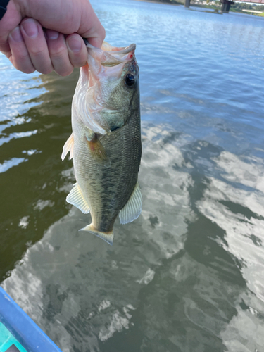 ラージマウスバスの釣果