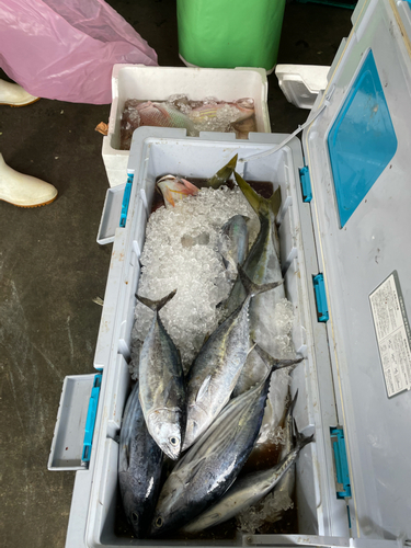 メジロの釣果