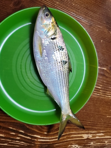 コノシロの釣果