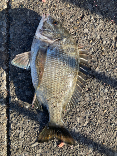 クロダイの釣果