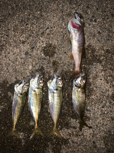 アジの釣果