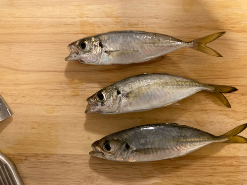 アジの釣果