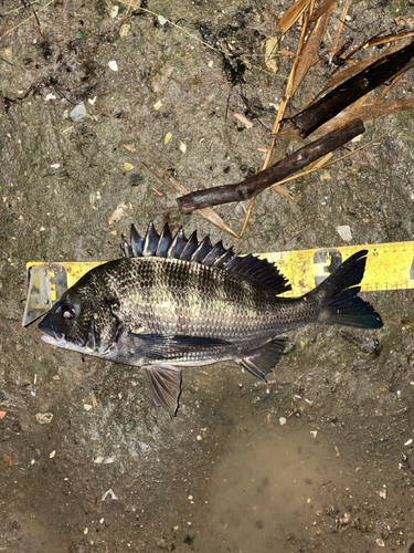 チヌの釣果