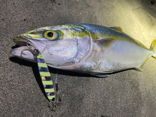 イナダの釣果