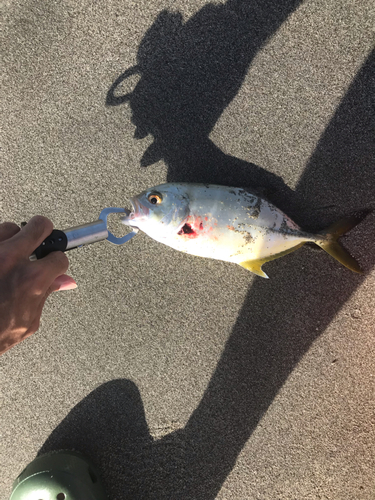 ショゴの釣果