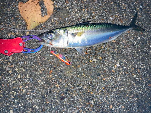 サバの釣果