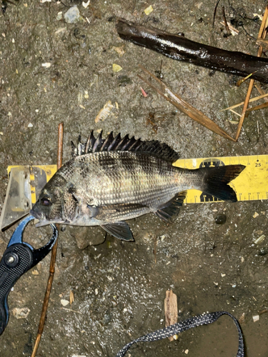 チヌの釣果