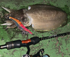 モンゴイカの釣果