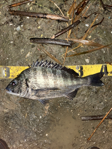 チヌの釣果