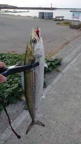 サゴシの釣果