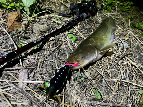 ナマズの釣果