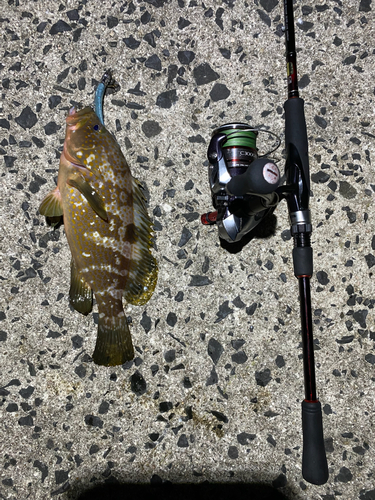 アコウの釣果