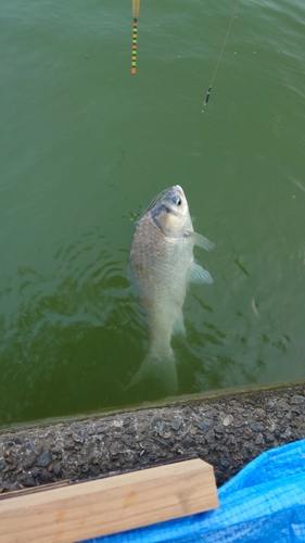 ヘラブナの釣果