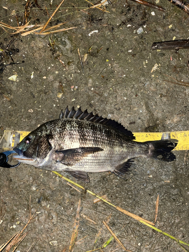 チヌの釣果