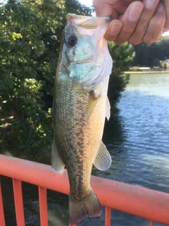 ラージマウスバスの釣果