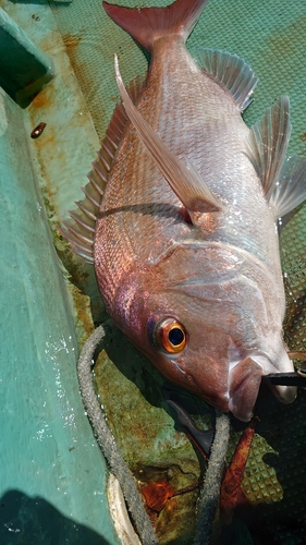 タイの釣果