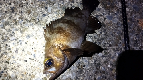 メバルの釣果