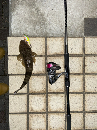 マゴチの釣果