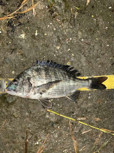 チヌの釣果